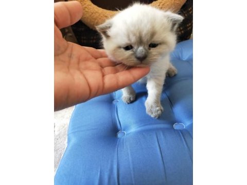 Blu point yavrum rezerveye açık scottish fold