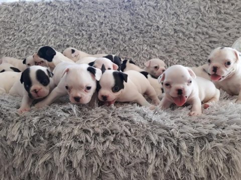 Yılbaşı bebek köpeklerimiz yeni evine gitmeye hazırlar