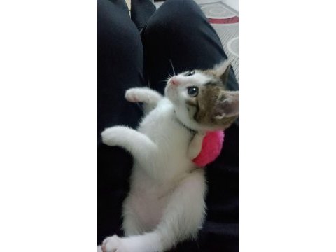 Ücretsiz sahiplendirme tekir kedisi