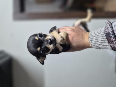 Şivava diğer adıyla (chihuahua)