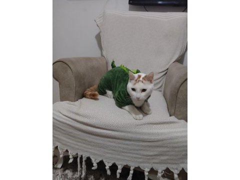 Dost canlısı kedimiz
