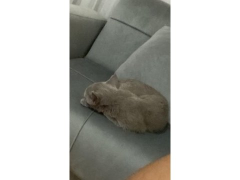 Hamile dişi british shorthair acil