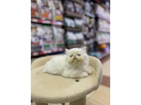 Persian erkek yavrumuz