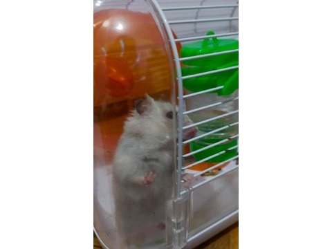 Hamster pilav hanım için sevgi dolu yeni bir yuva arayışı !