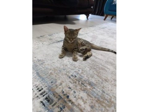 3 aylık dünyalar tatlısı bebek kedimize yuva aranıyor