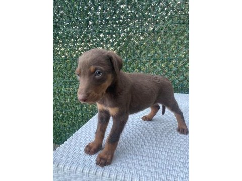 Doberman kızıl ırk