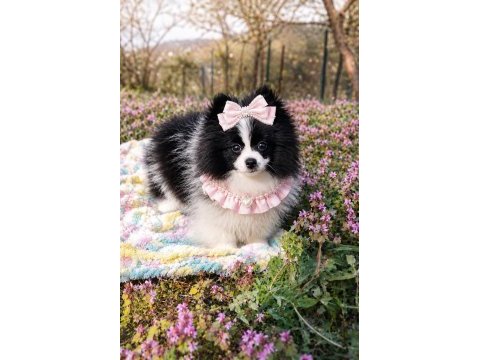 Özel görünümlü black ve white pomeranian boo yavrusu