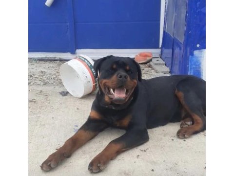 Daha iyisi yok a secereli uygun rottweiler