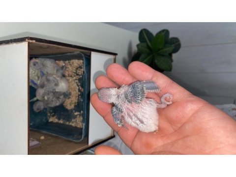 Rezerveye açık muhabbet kuşu