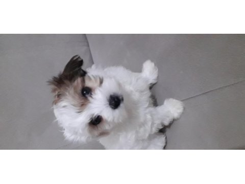 Sahibinden yavru köpek