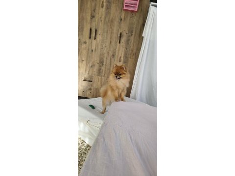 Pomeranian micro dişi