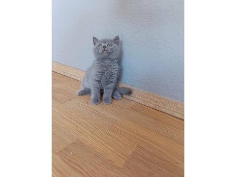 British shorthair erkek yavrumuz