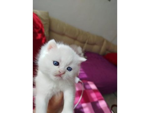 Diamond british shorthair prensesimi kim ister