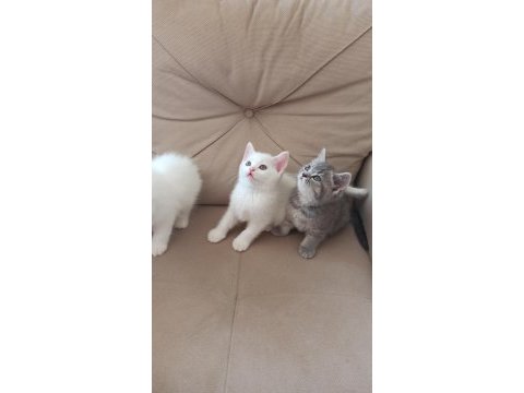 Birbirinden güzel yavrular kediler