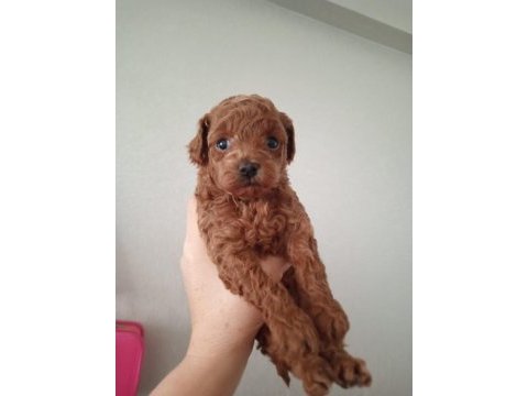2 erkek poodle 2 aylık