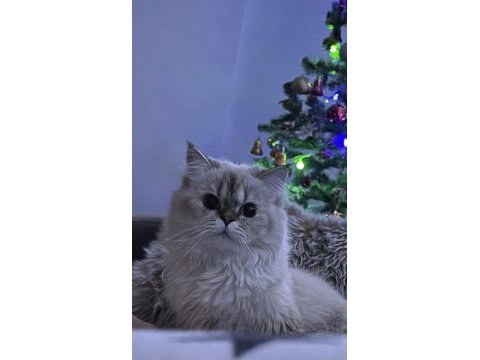 15 aylık erkek british longhair