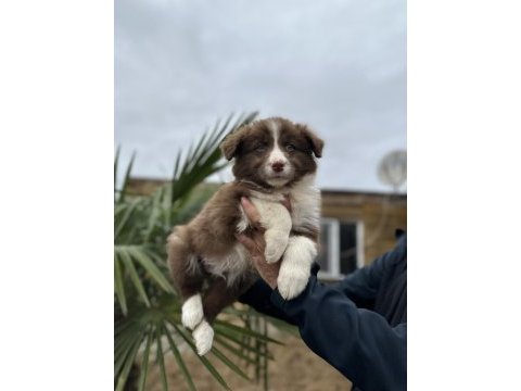 Border collie bebekler zeka ve güzellik bir arada