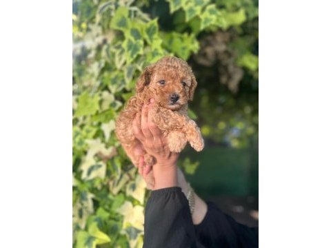 Maltipoo yavrular