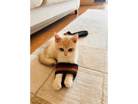 Ay 12 gold british shorthair