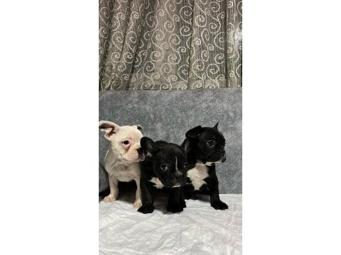 Fransız bulldog bebekler