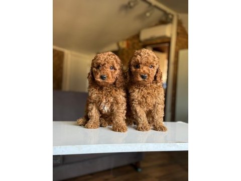 Çiftlikten poodle yavrularımız dişi ve erkek