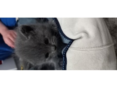 Rezerve ye açık yavrular british shorthair