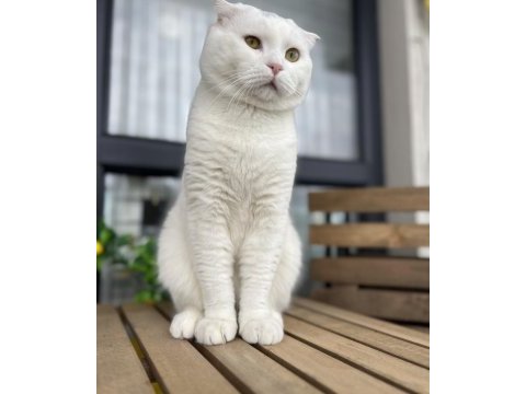 Scottish fold beyaz 1 yaşında