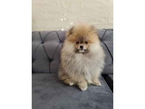 Pomeranian yavru