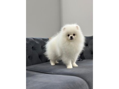 6 aylık erkek pomeranian boo köpeği