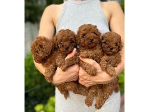 Toy poodle yavrularımız
