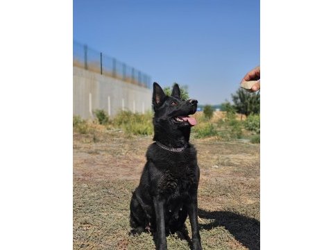 Siyah kurtların en iyisi solid black