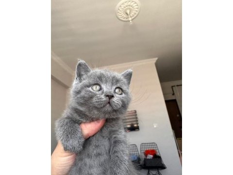 British shorthair 2 erkek ve 1 dişi yavru a kalite