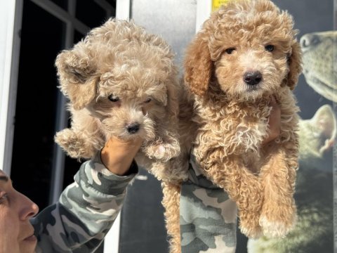 Ankaranın en güzel maltipoo yavruları
