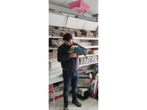 4 aylık el besleme bebek macaw isteyenler kaçırmayın