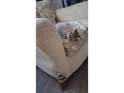 2.5 aylık dişi british longhair