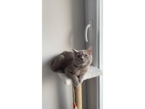 British shorthair kedisi