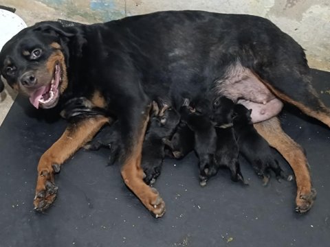 Koca kafa anne babadan iri ve kaliteli rottweiler yavrular