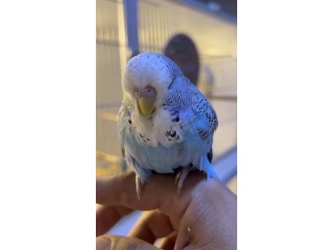 Show jumbo erkek muhabbet kuşu bebek yavru