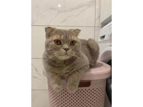 Scottish fold erkek kedimiz