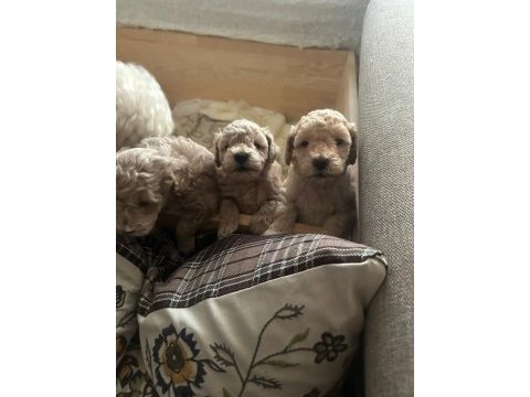 Toy poodle