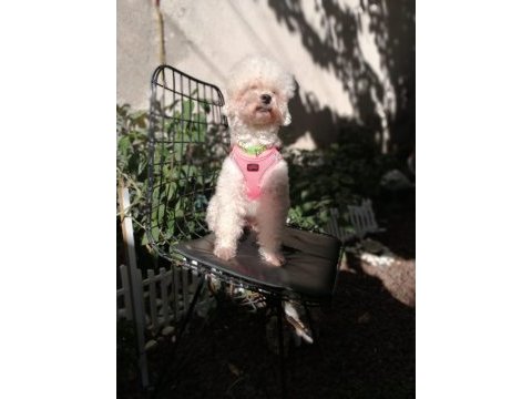 Toy poodle orjinal beyaz