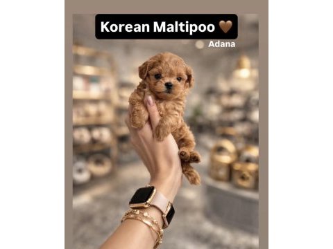 Maltipoo yavrular