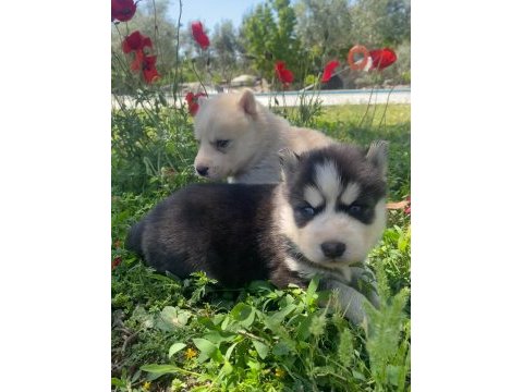 Üst kalite safkan husky yavruları