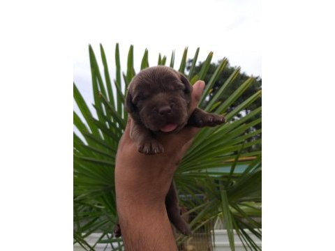 Labrador cenneti