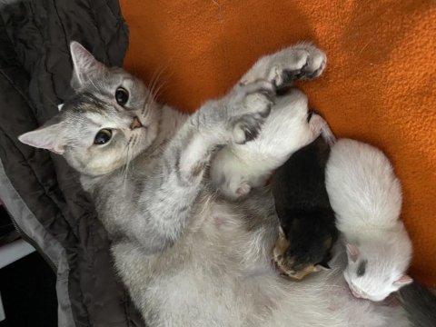 2 aylık british shorthair yavrular yuvalarını bekliyor