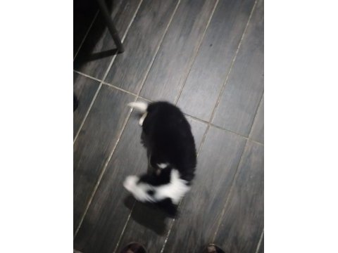 Safkan border collie
