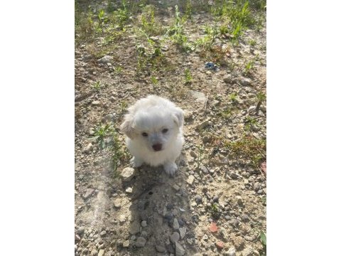 Dost canlısı küçük ırk dişi ve erkek süs köpeği