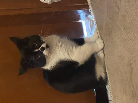 Maskeli british shorthair erkek oyuncu sağlıklı oyuncu