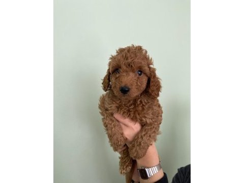 Red brown toy poodle yavrular