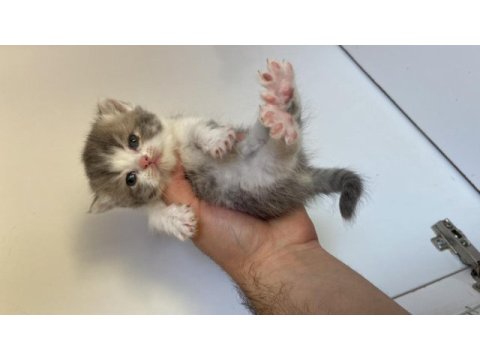 British shorthair bicolor